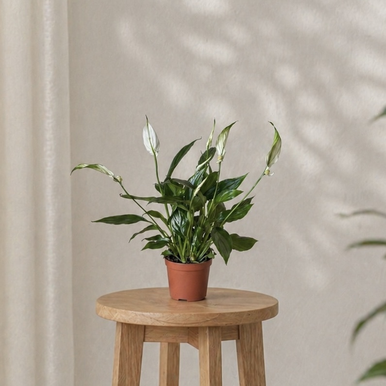 Комнатное растение Спатифиллум