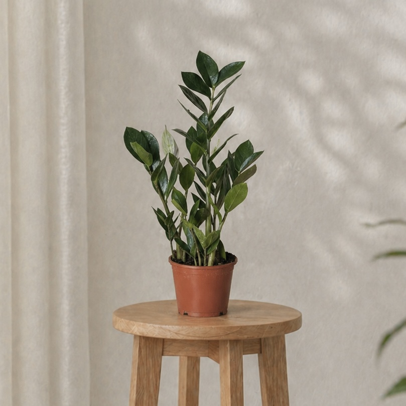 Комнатные растения замиокулькас