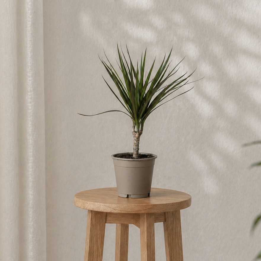 Комнатные растения Драцена Маргината